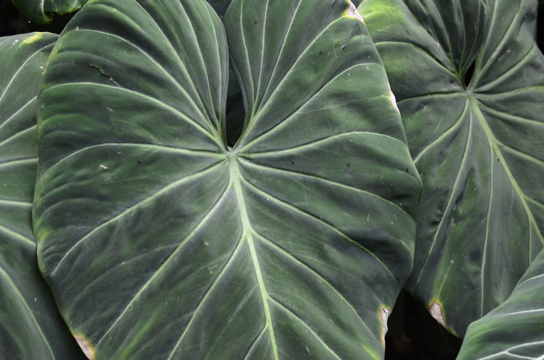 Tropical green leaves close up for How to Use These Herbs Safely