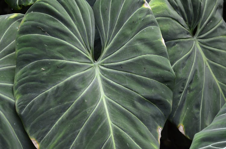 Close Up Photo Of Green Plant