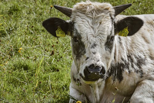 Close-up Shot of a Cow on the Green Grass