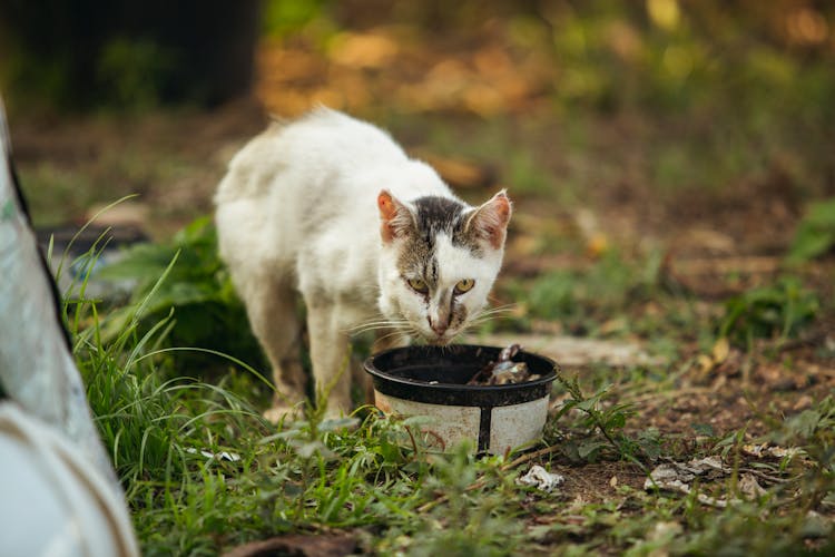 Close Up Photo Of White Cat Eating On Plastic Container