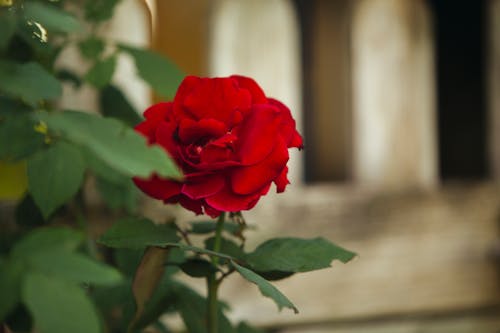 Free Close-up of a Rose Stock Photo
