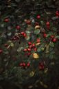 Rose Hip Tree