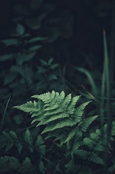 Close-up of vibrant ferns with a dark, moody forest backdrop, showcasing nature's intricate details.