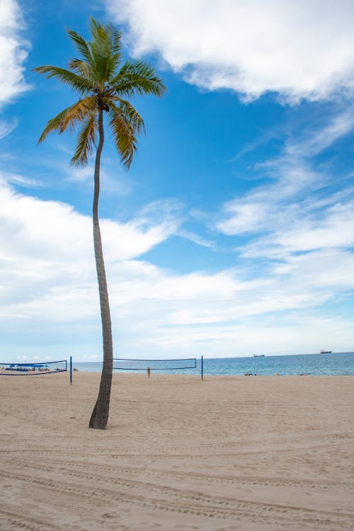 Coconut Tree on the Beach 