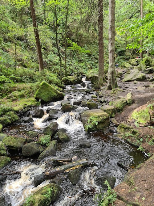 Free A Stream in the Wilderness Stock Photo