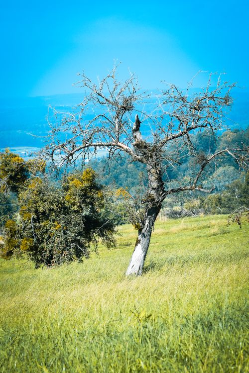 Free Bare tree stands alone in a vibrant green meadow under a clear blue sky. Stock Photo