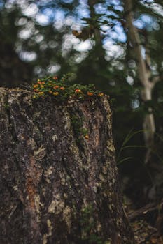 Close-up of a tree stump with scattered berries in a blurred woodland background.