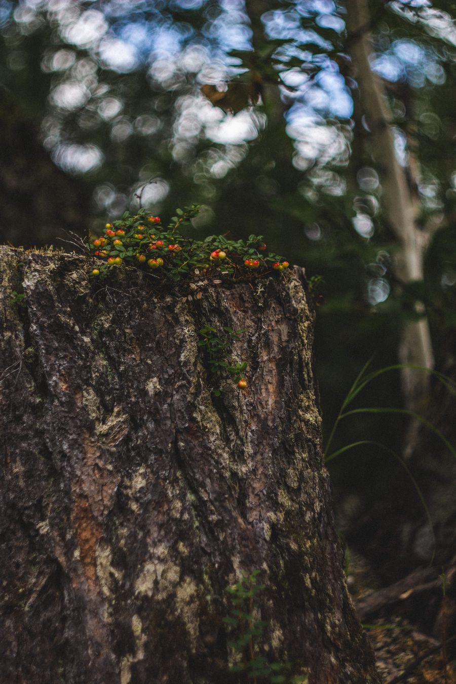 Close-up of a fresh-cut tree stump