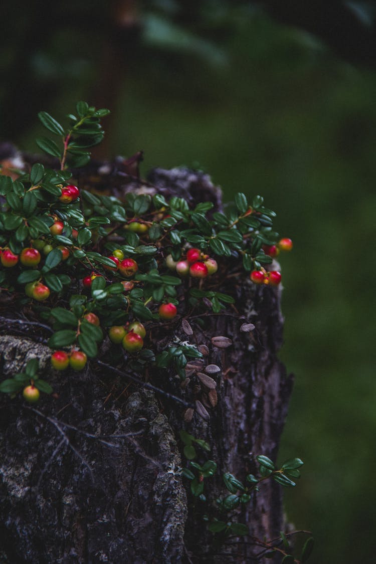 Lingonberry Plant