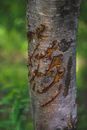 Brown Tree Trunk in Close Up Photography