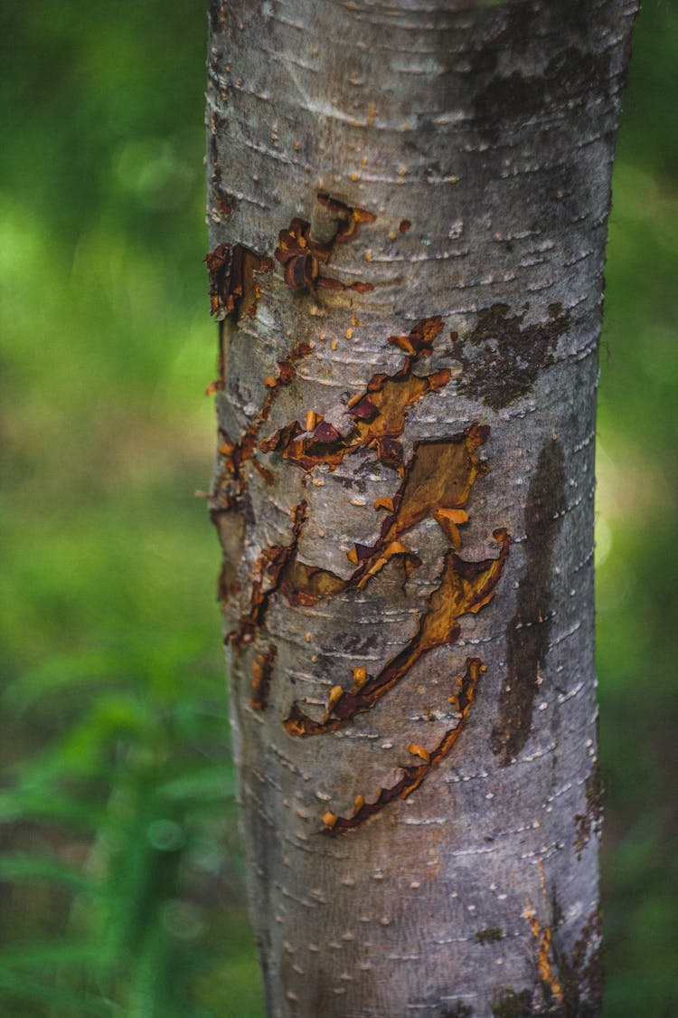 Claw Marks On Brown Tree Trunk