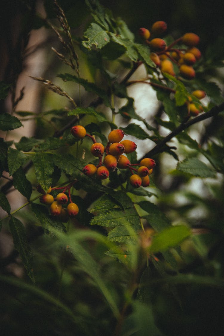 Small Yellow Berries Growing On Branch