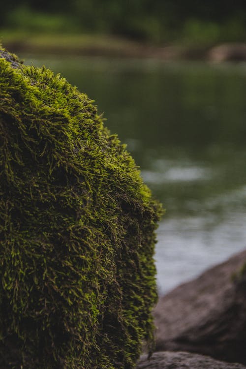 Close-up of a Mossy Rock