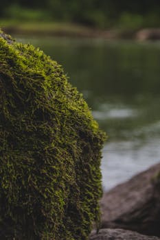 Close-up of a moss-covered rock beside a calm river, highlighting natural texture and quiet scenery.