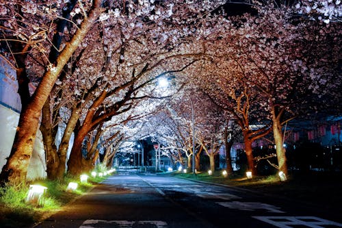 Leere Straße Zwischen Bäumen Und Beleuchteter Lampe