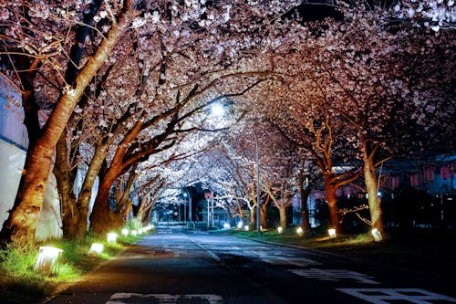 Empty Road Between Trees and Lighted Lamp