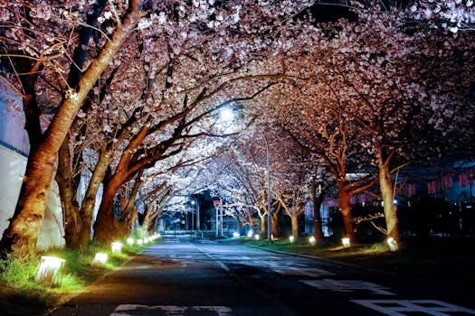 A scenic street lined with cherry blossom trees illuminated under street lights at night, creating a serene ambiance.