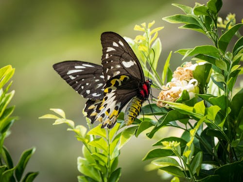 Foto profissional grátis de asas, borboleta asa de pássaro, fechar-se