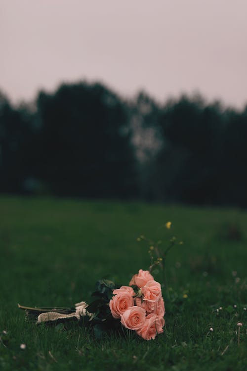 Pink Bouquet of Flowers on Grass Field 