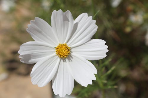 Macro Photography of a Garden Cosmos Flower