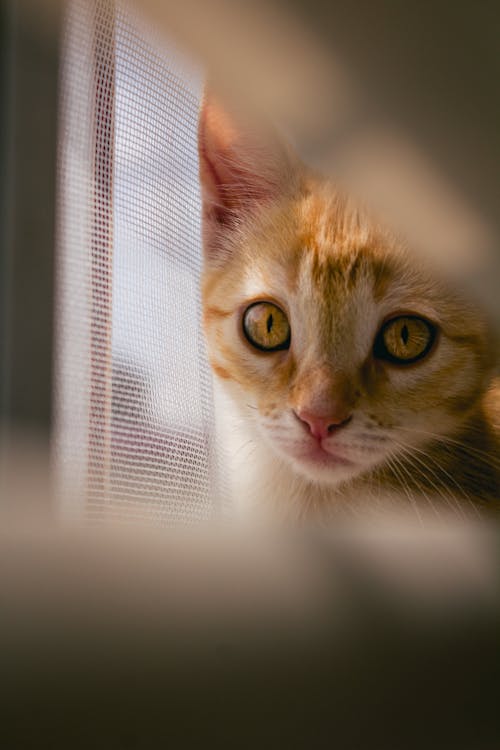 Close-up of a Cat