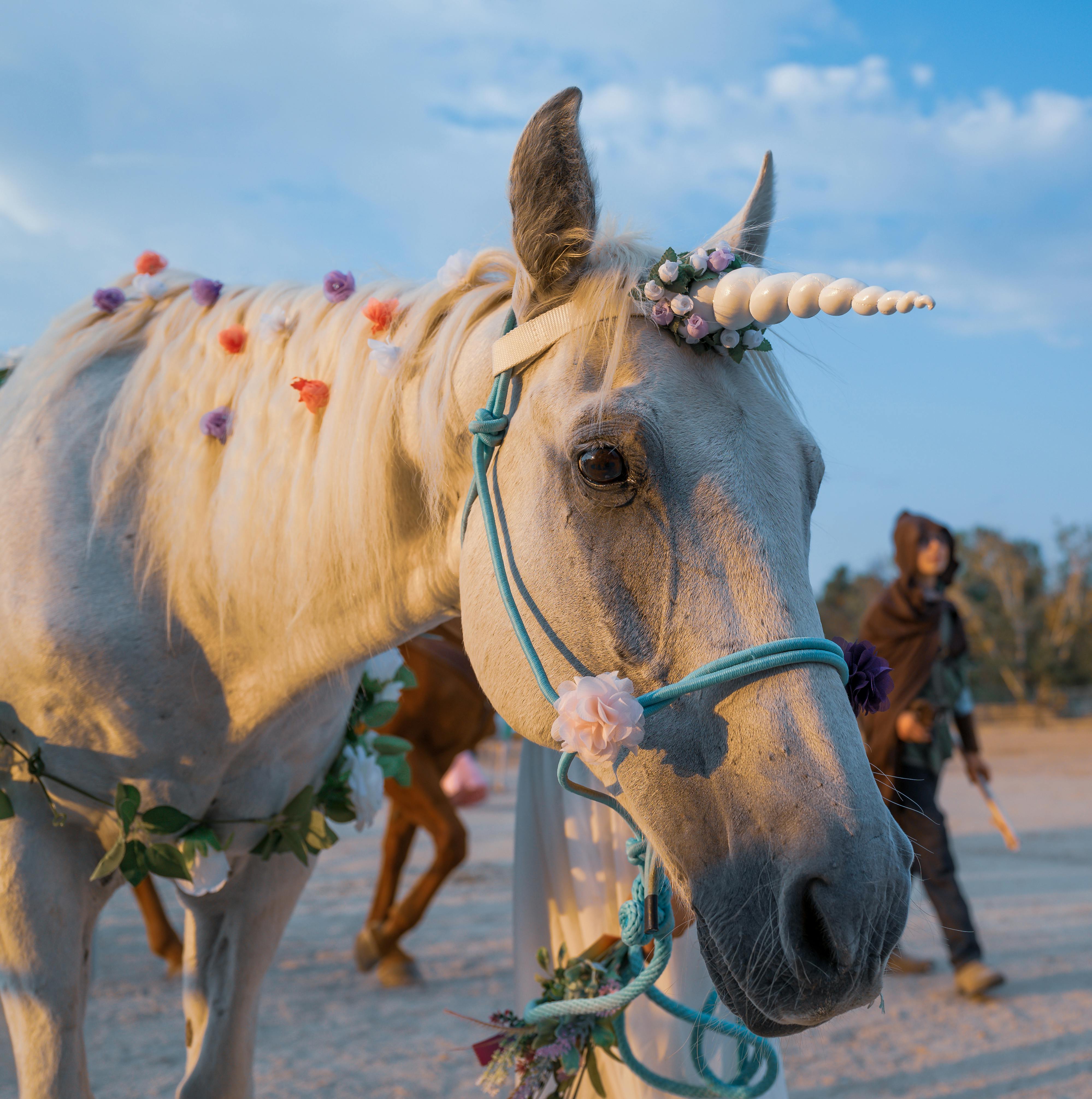 Gratuit Photos gratuites de à cheval, amérique du nord, animal Photos