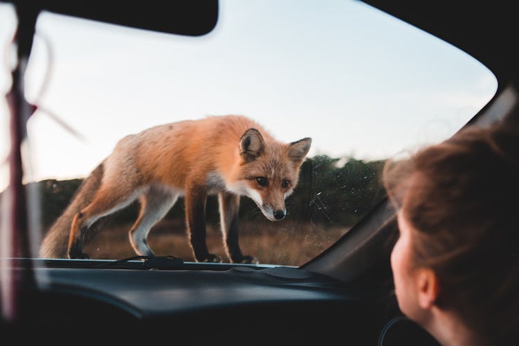 Brown Fox Standing On Car Hood