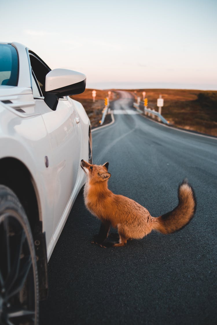 A Brown Fox Besides A White Car