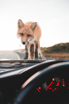 A curious red fox peers into a car through the windshield.