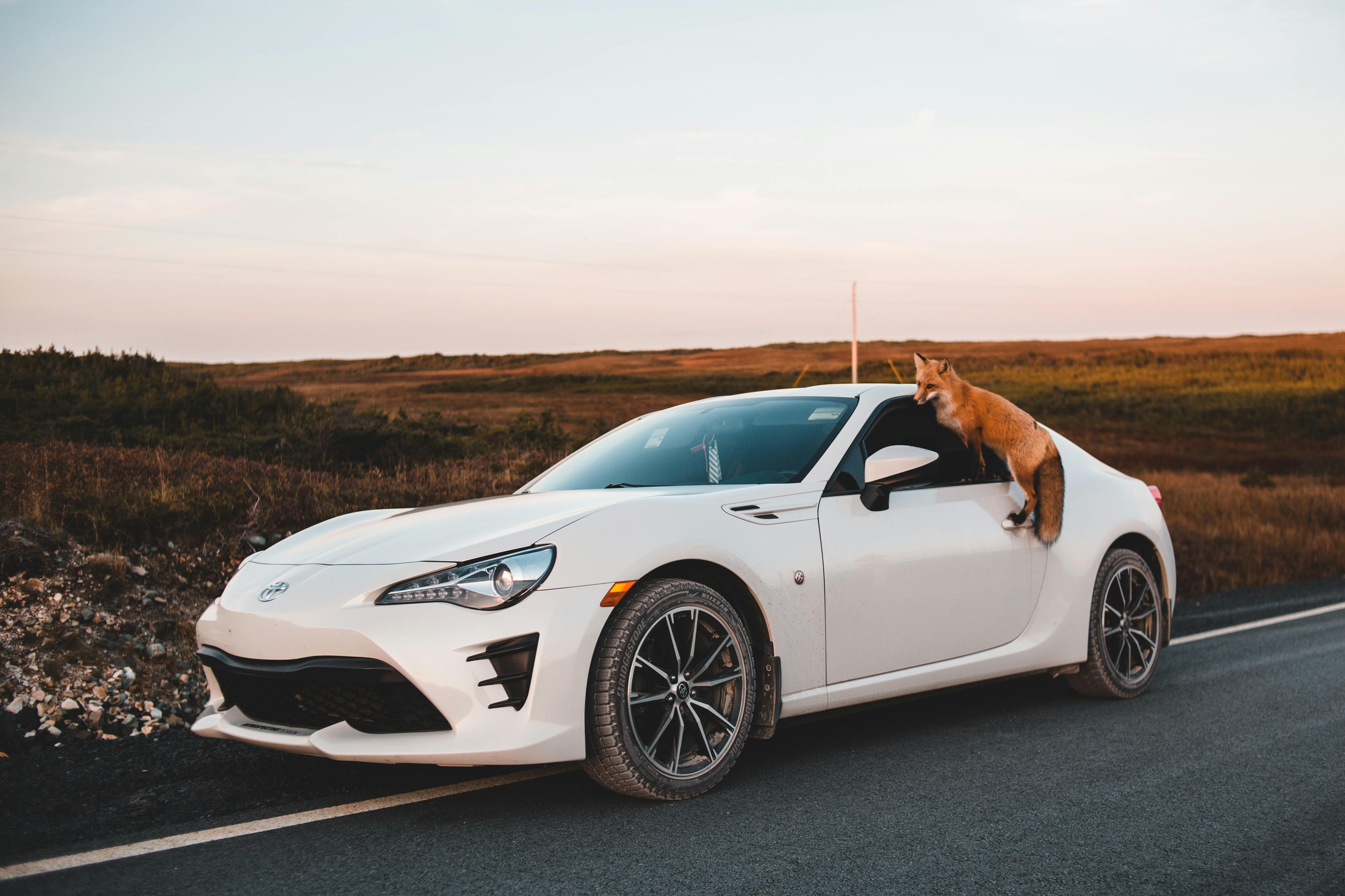 A Fox Climbing on a Sports Car · Free Stock Photo