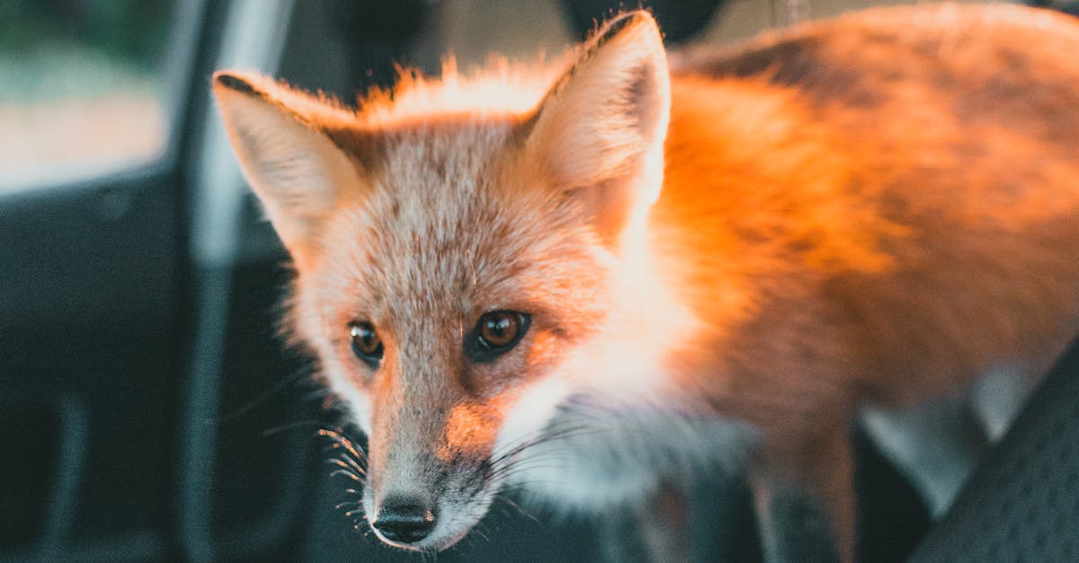 What noise does a fox make song