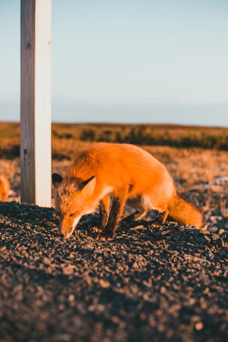 Brown Fox Smelling The Ground 