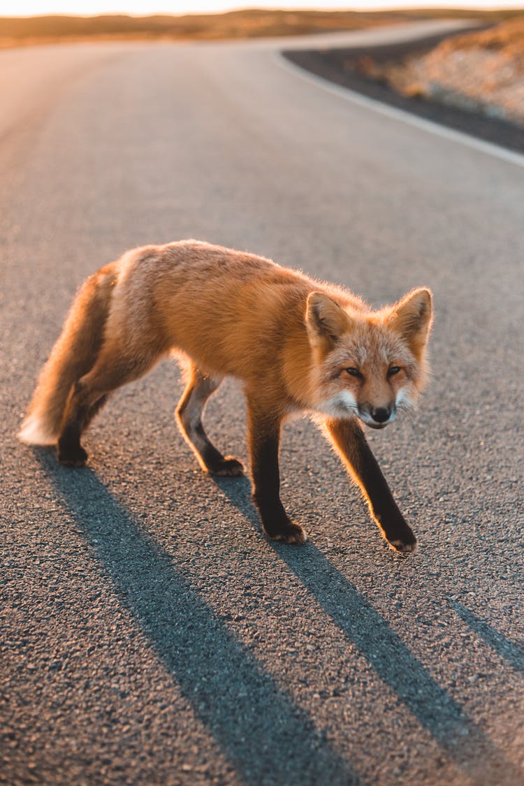 Ezo Red Fox Walking On Road 