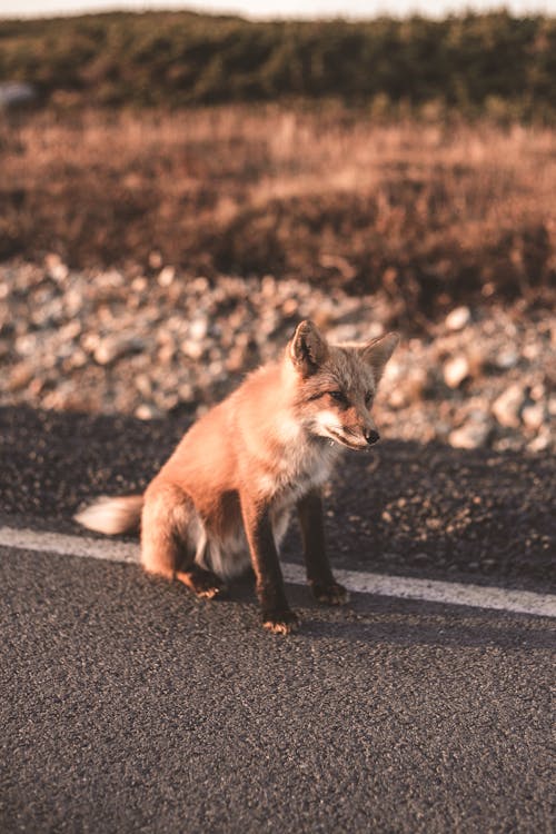 Δωρεάν στοκ φωτογραφιών με άγρια φύση, αλέθω, αλεπού Φωτογραφία από στοκ φωτογραφιών