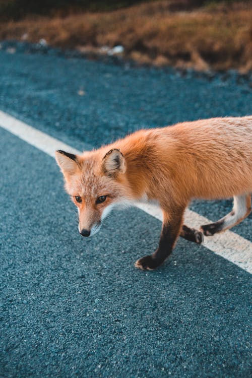 Brown Fox Walking on the Gray Asphalt Road