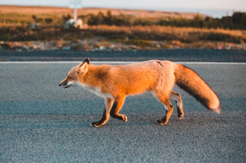 Brown Fox Walking on the Gray Asphalt Road