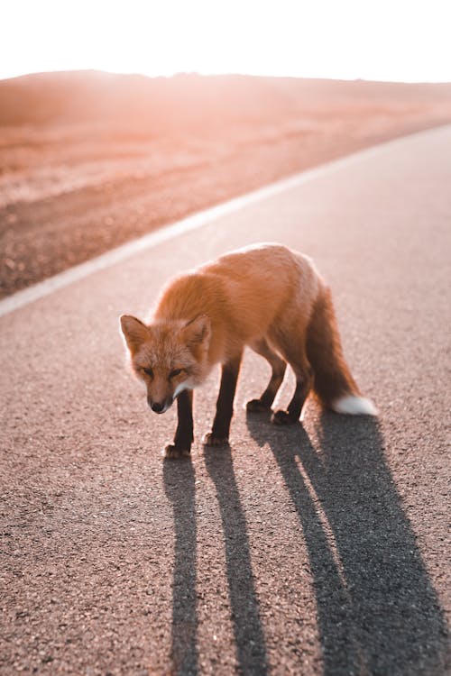 Brown Fox Walking on the Asphalt Road