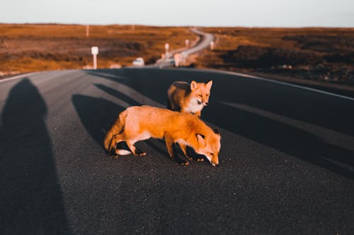 Brown Fox Walking on the Asphalt Road