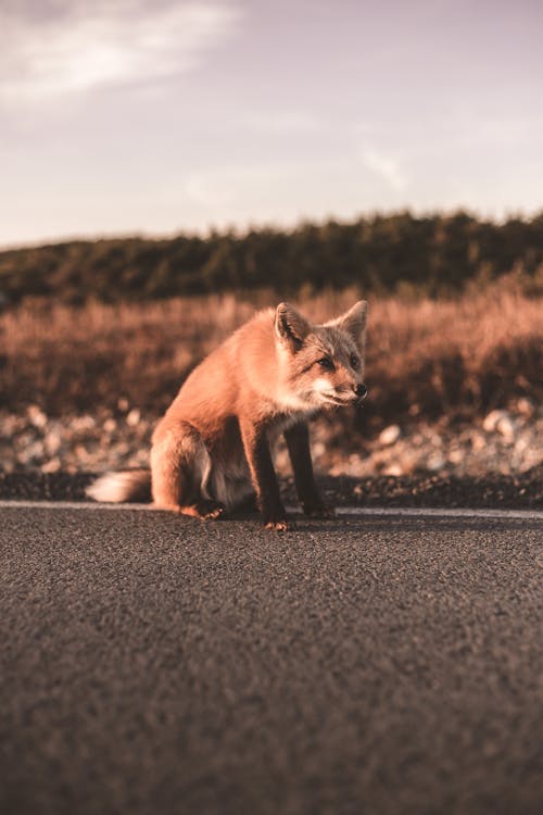 Brown Fox Sitting on the Road