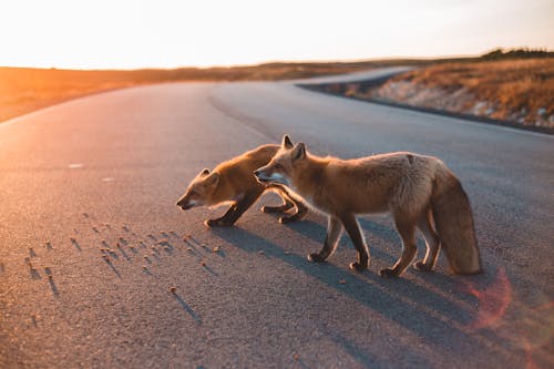 Brown Foxes Walking on the Road