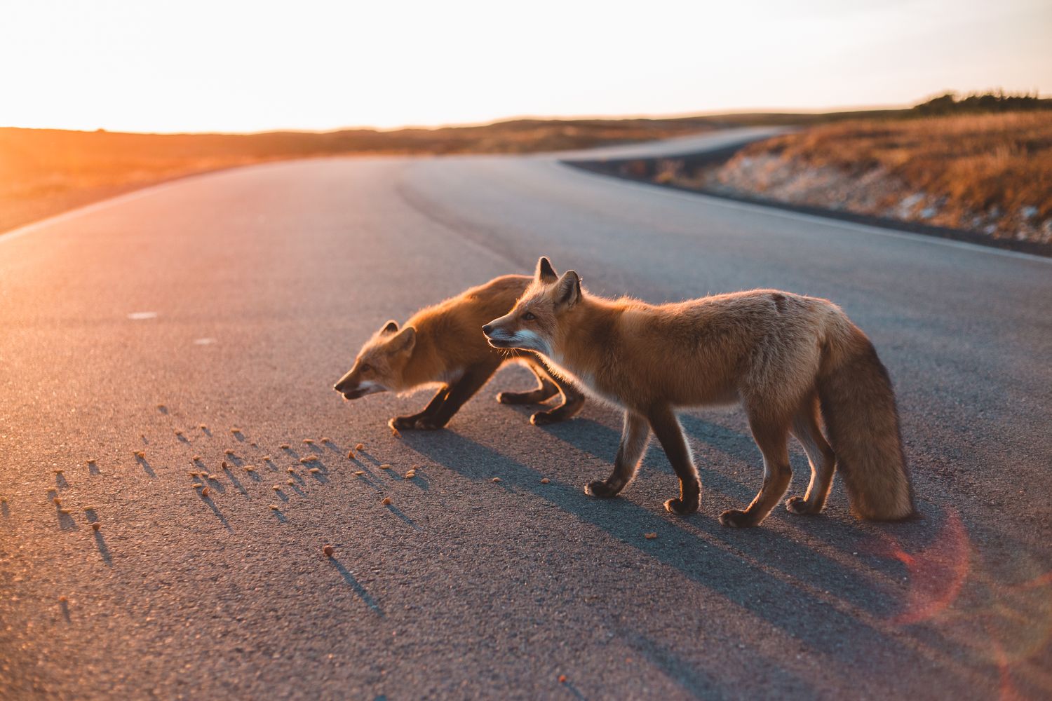 Two Foxes Photos, Download The BEST Free Two Foxes Stock Photos & HD Images