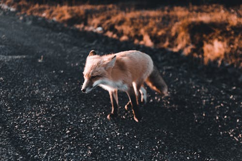 動物, 動物攝影, 哺乳動物 的 免费素材图片