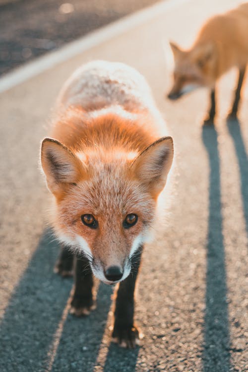 Close Up Photo of a Fox on the Street