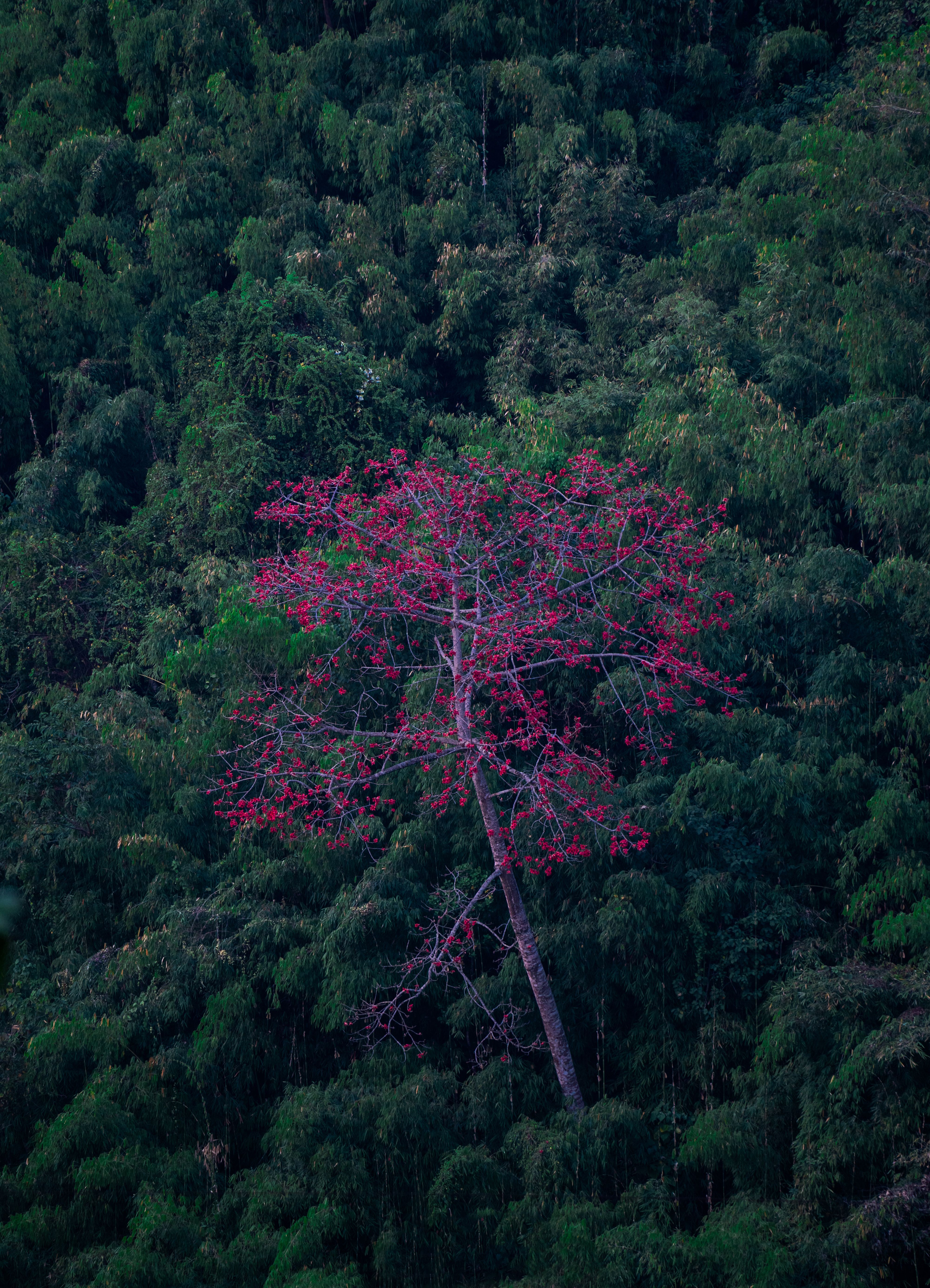 A Tall Tree with Red Flowers in the Forest · Free Stock Photo