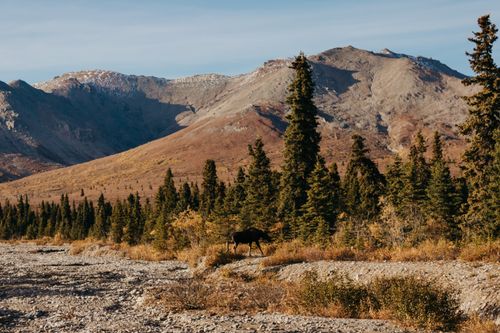 Free Explore the serenely beautiful Alaskan wilderness with mountains and a solitary moose in fall. Stock Photo