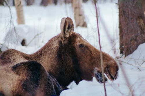 Free stock photo of alaska, animals in the wild, arctic Stock Photo