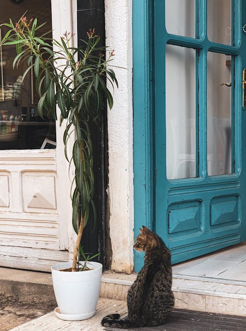 A Cat In Front of the Doorway
