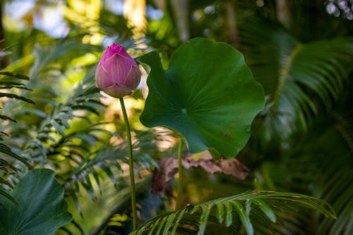 A Purple Lotus Flower in a Garden with Green Leaves