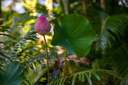 Gratis arkivbilde med blader, blomst, blomsterblad