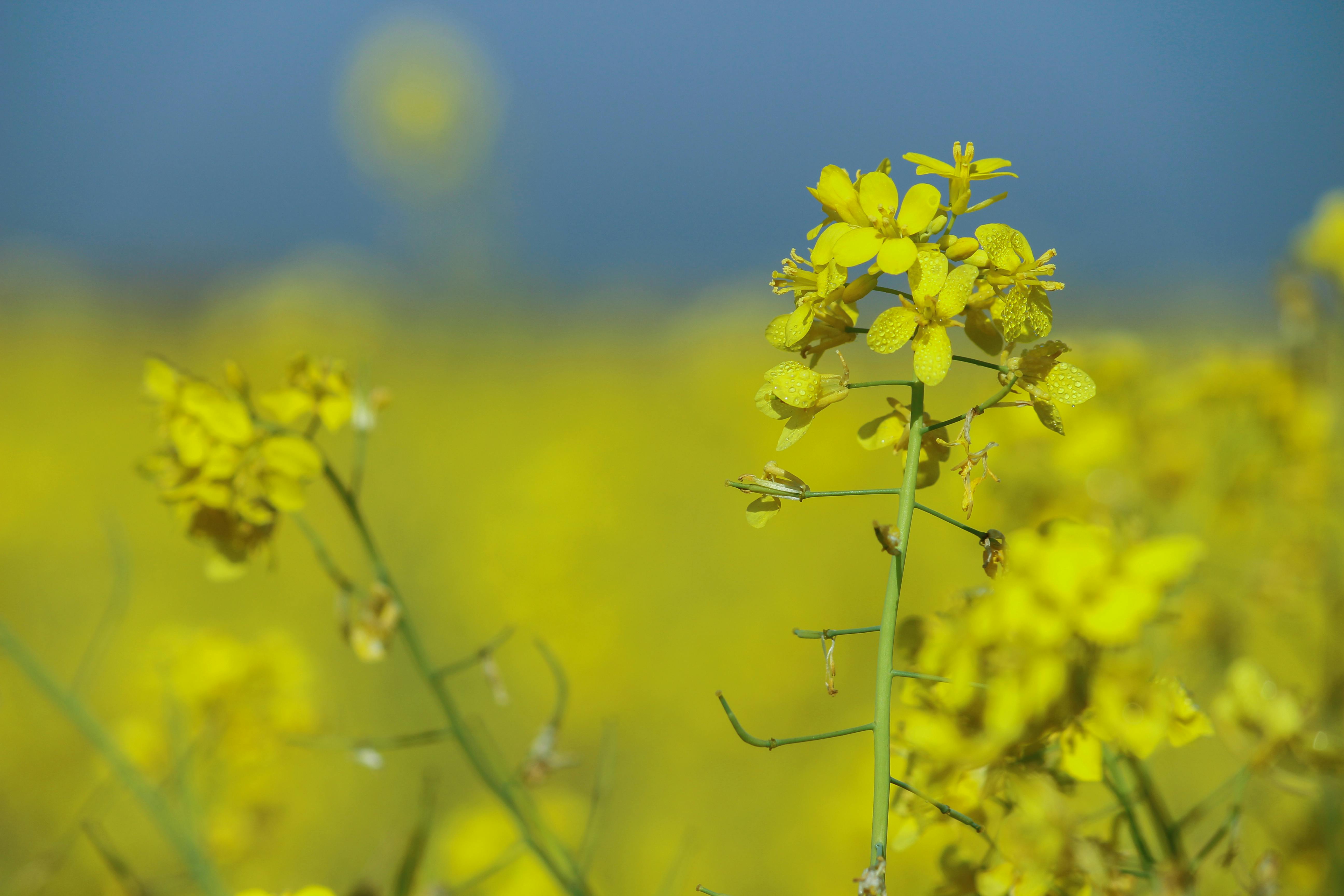 Free stock photo of mustard flower, nature photography
